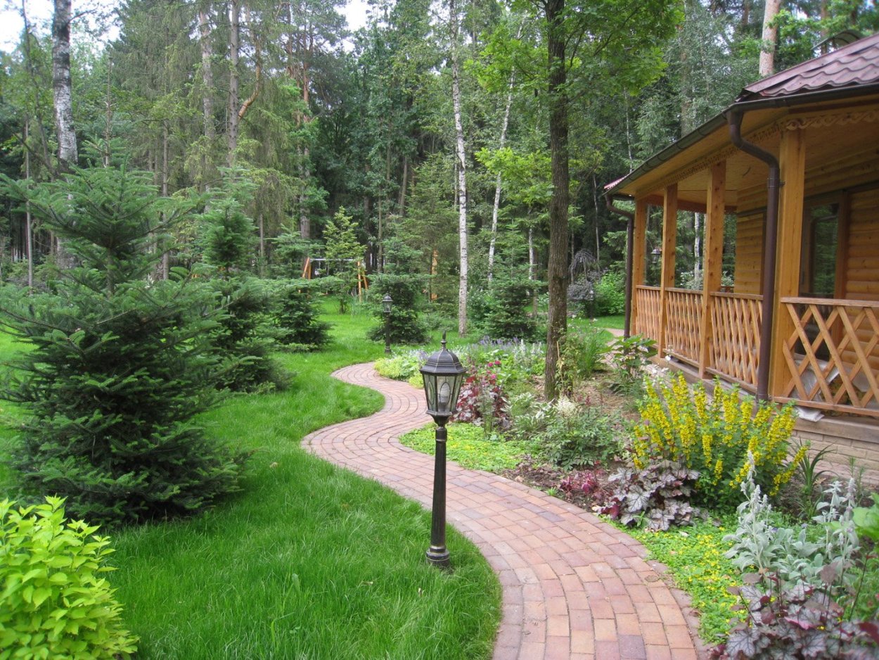 Ландшафт участка с соснами