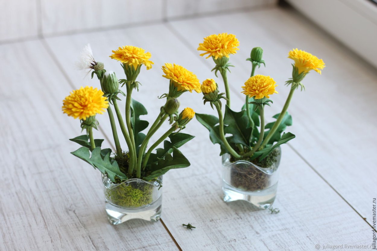 Одуванчик в горшке