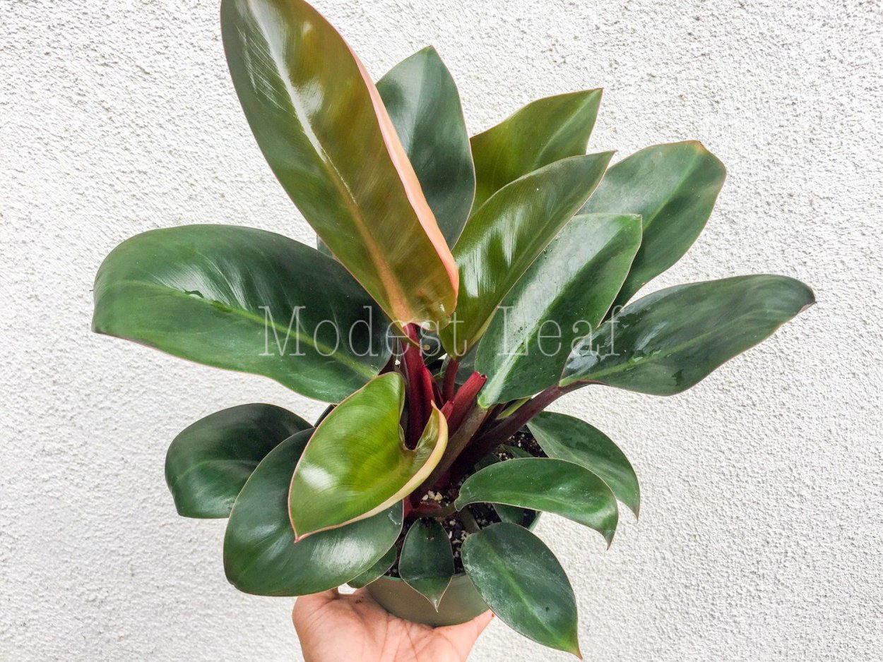 Филодендрон Конго ред Дварф