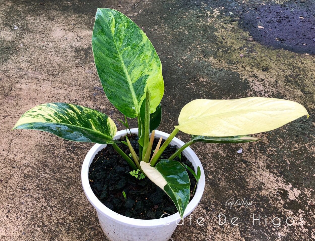 Филодендрон Грин Конго вариегатный