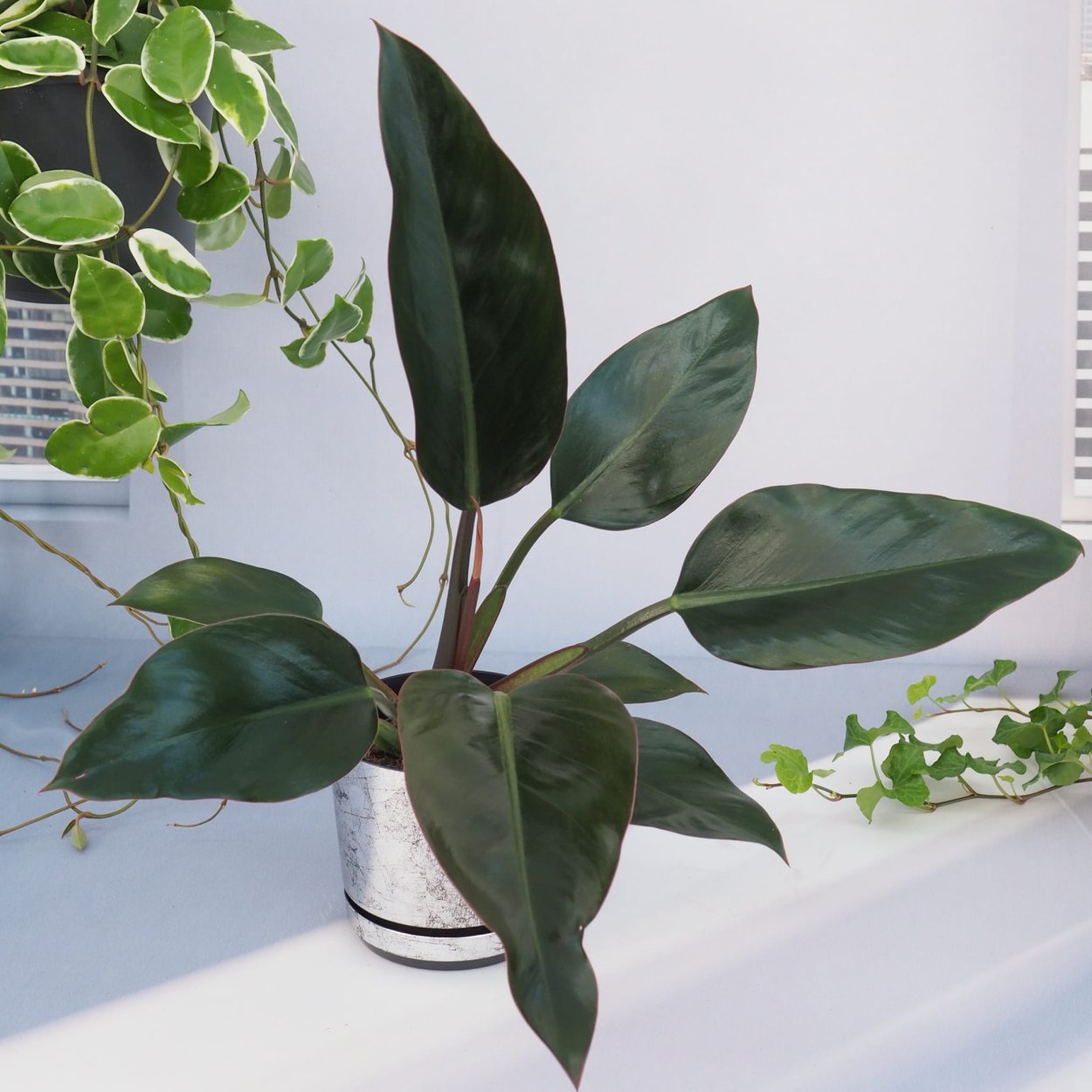 Филодендрон Рохо Конго