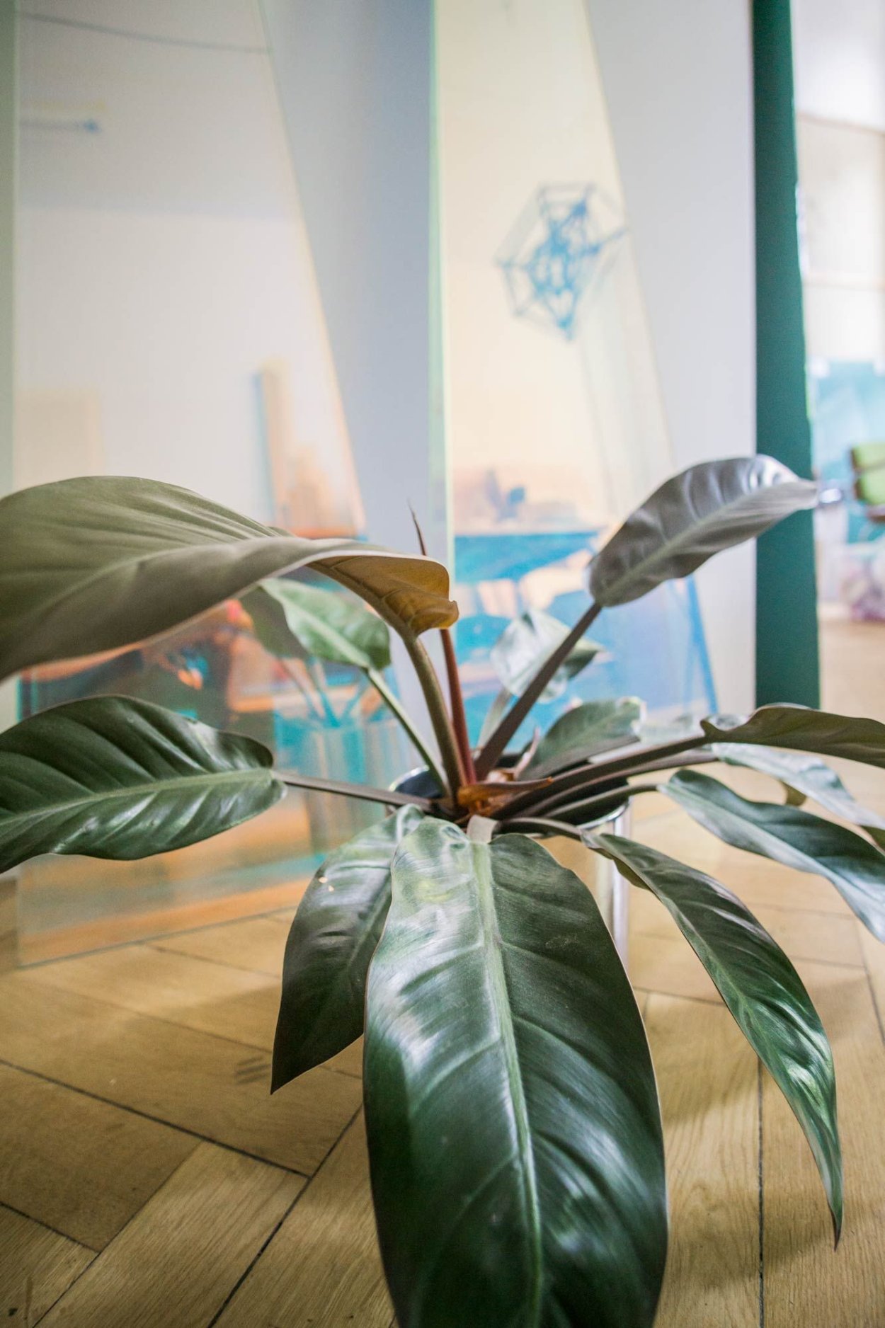 Филодендрон Rojo Congo