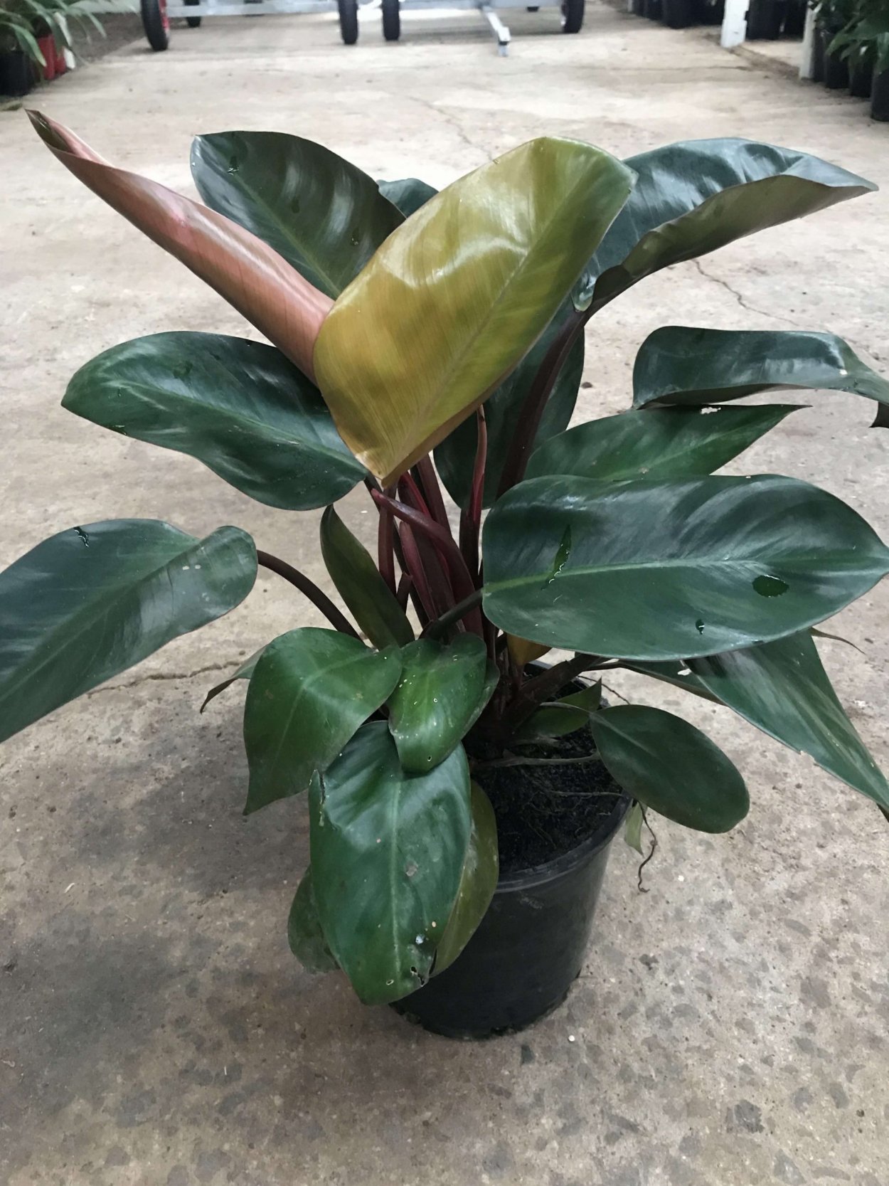 Филодендрон Rojo Congo