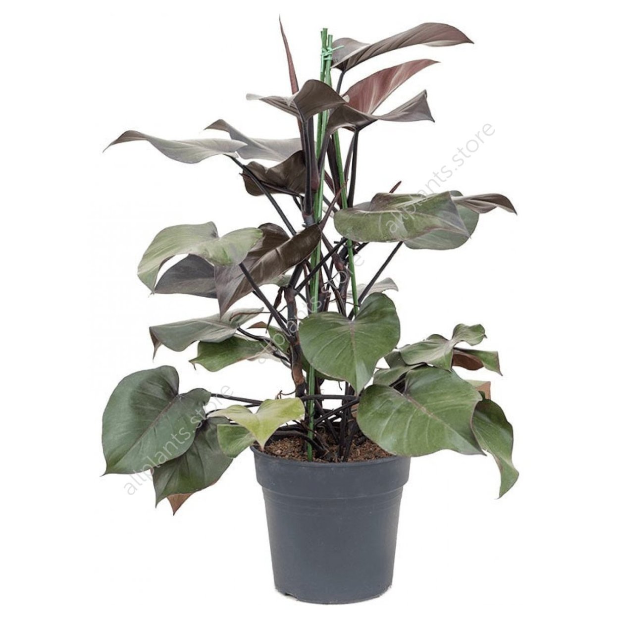 Филодендрон Пурпл Конго