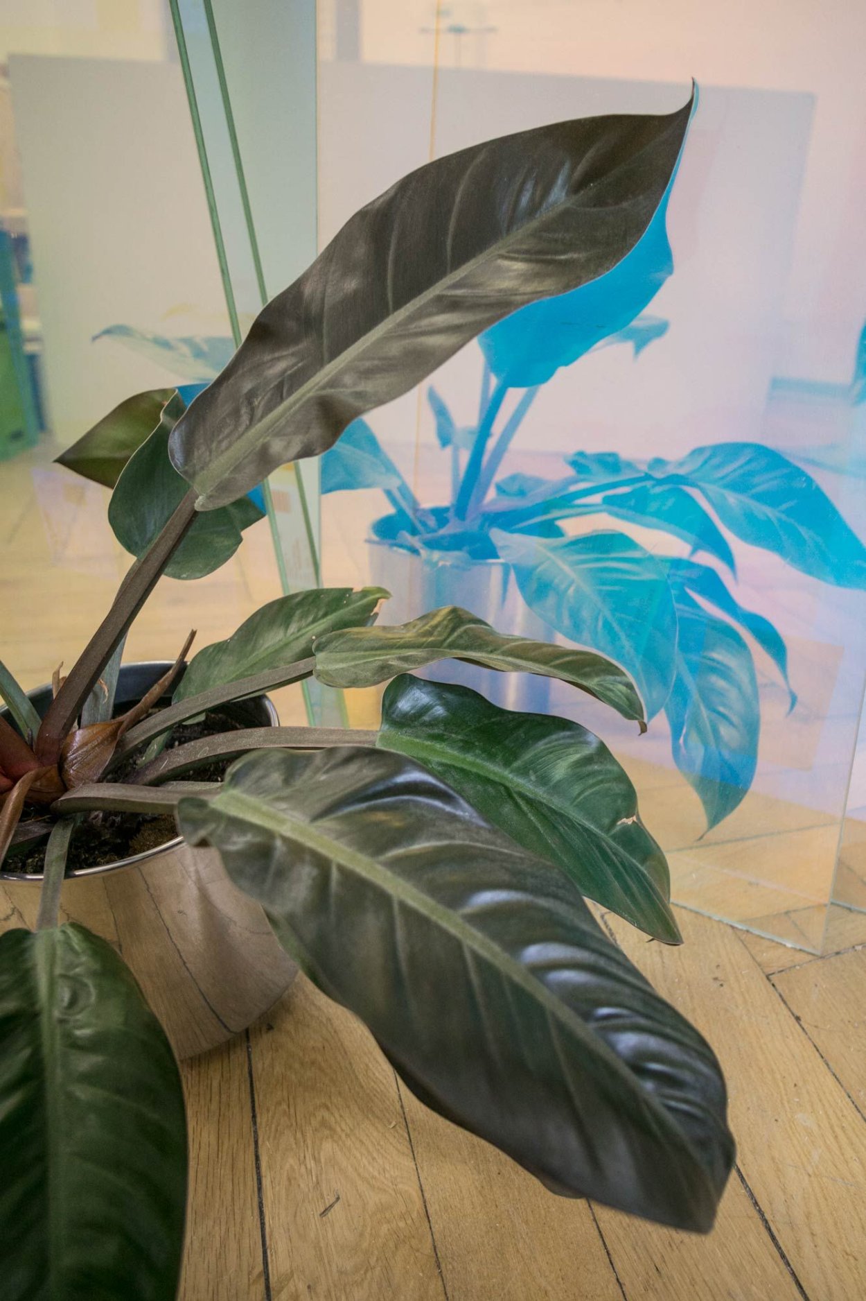 Филодендрон Рохо Конго