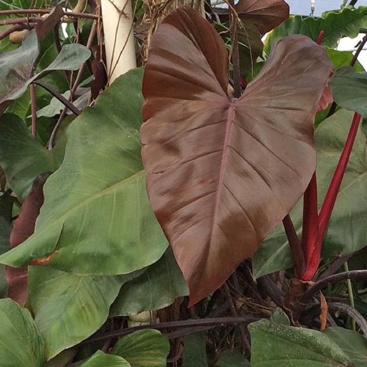 Филодендрон дарк Лорд