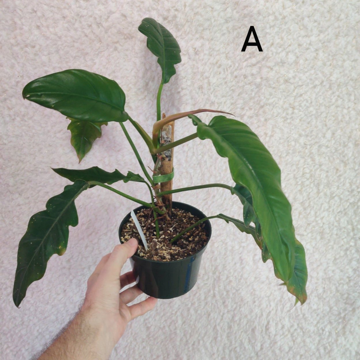 Philodendron Madagascar