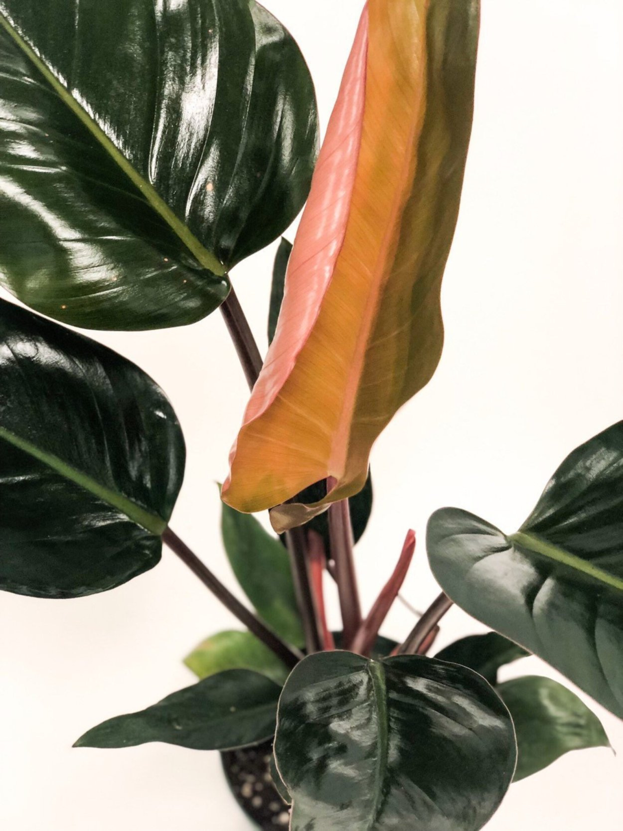 Филодендрон Конго