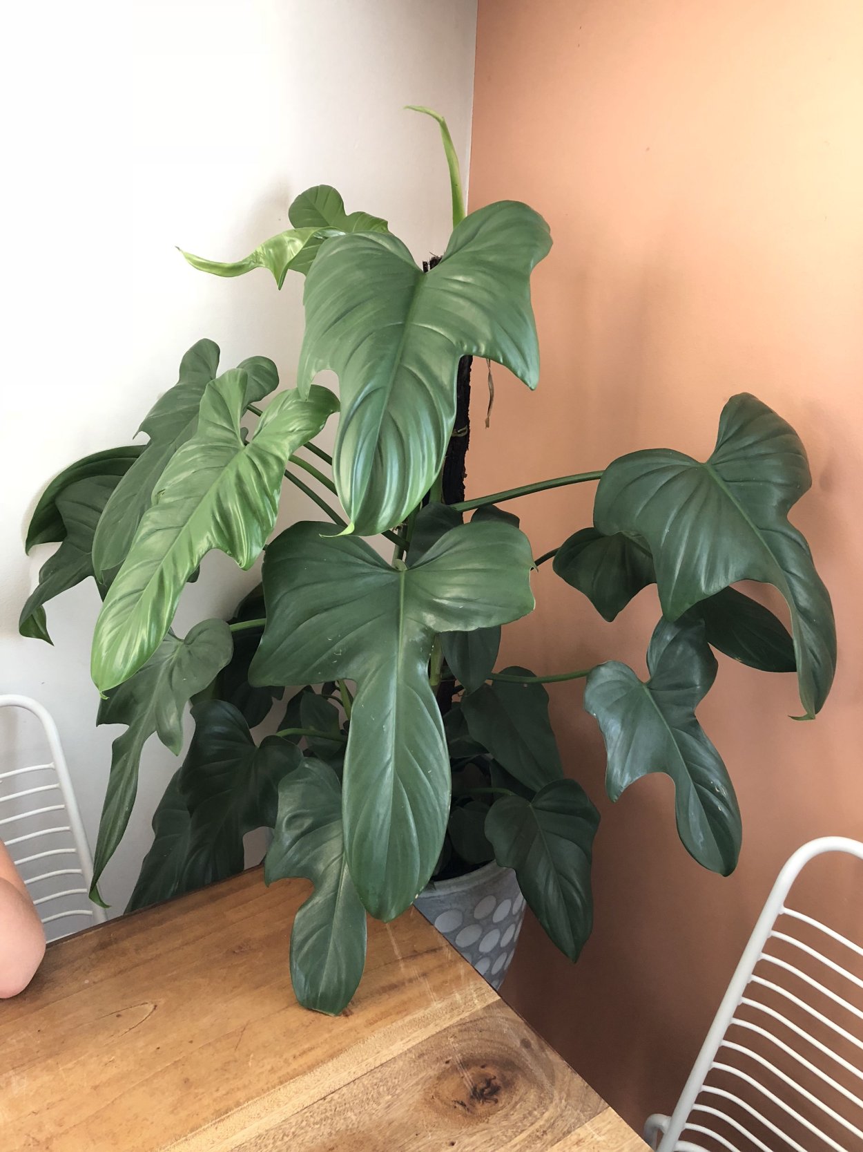 Филодендрон дольчатый гитаровидный