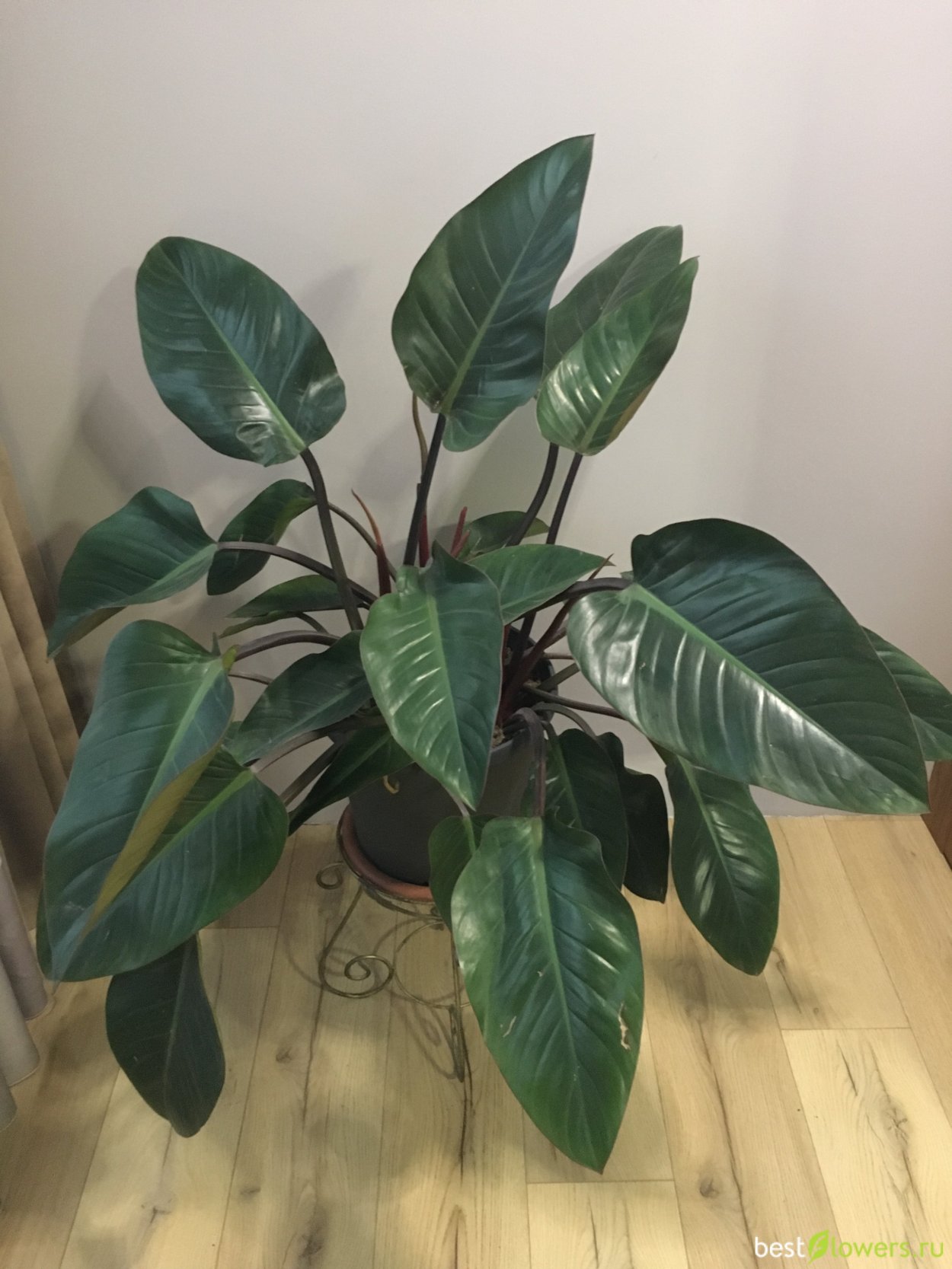 Филодендрон Red Congo