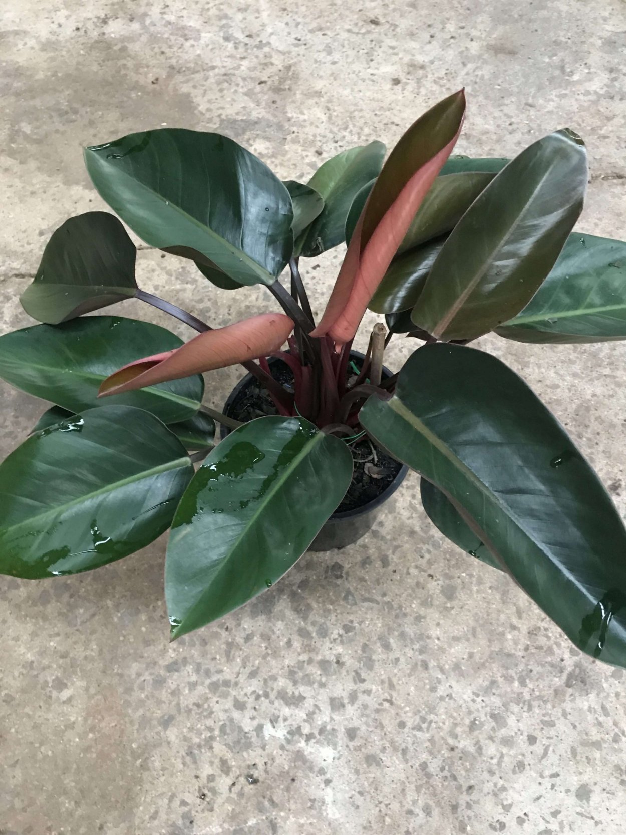 Филодендрон Рохо Конго