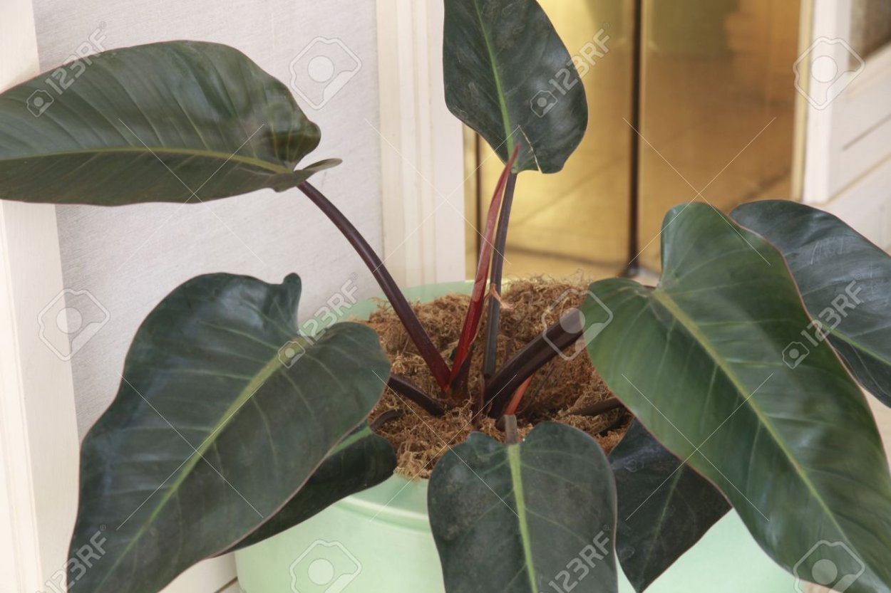 Филодендрон Леопольдина