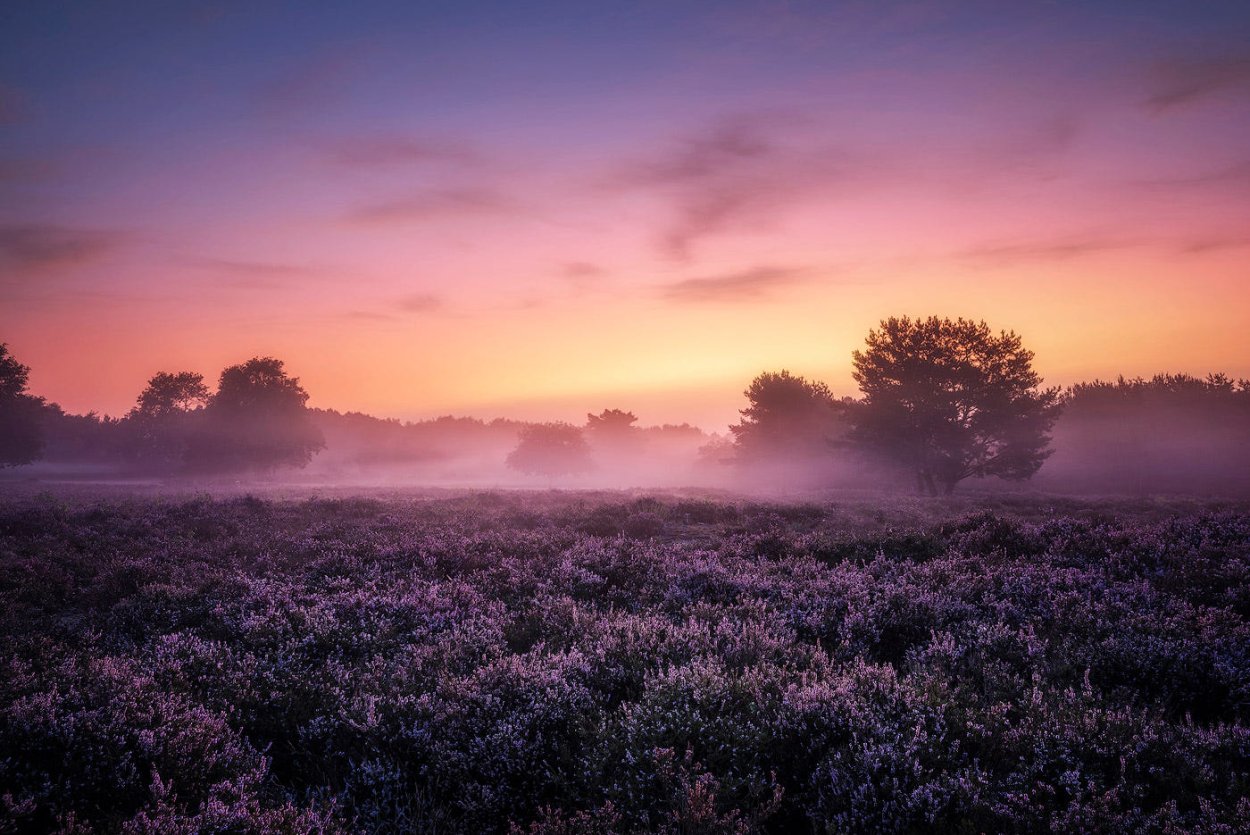 Закат в поле картина