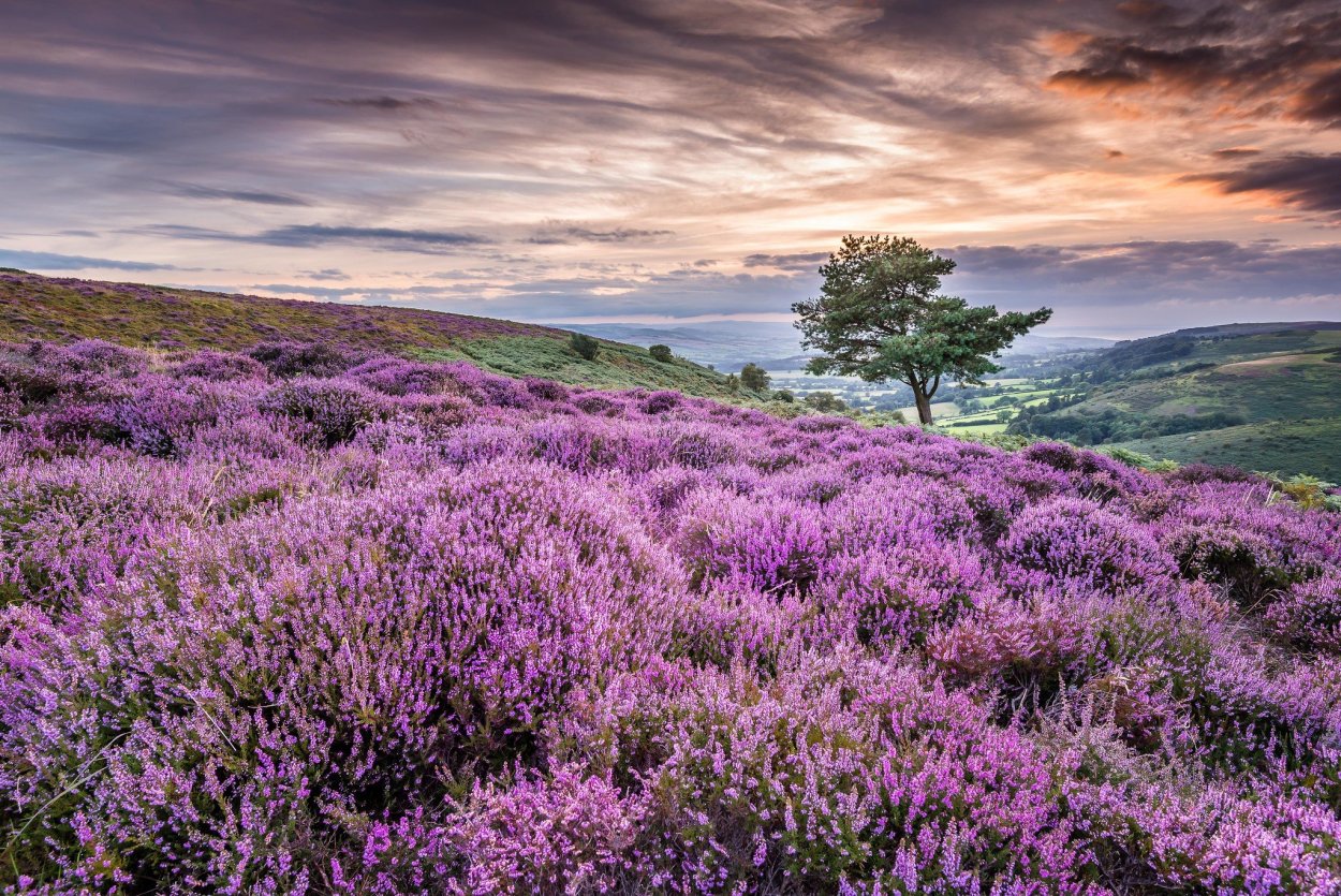 Вересковые Луга