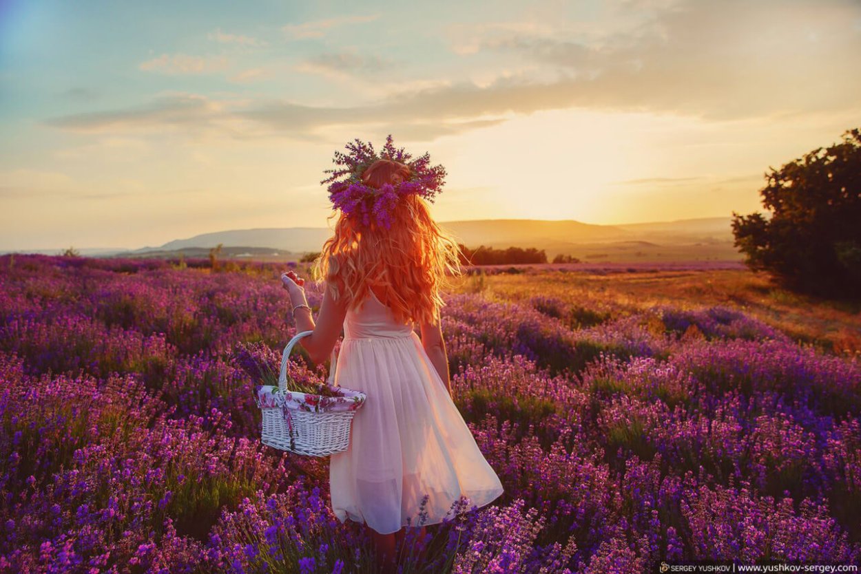 Гора Демерджи Лавандовое поле