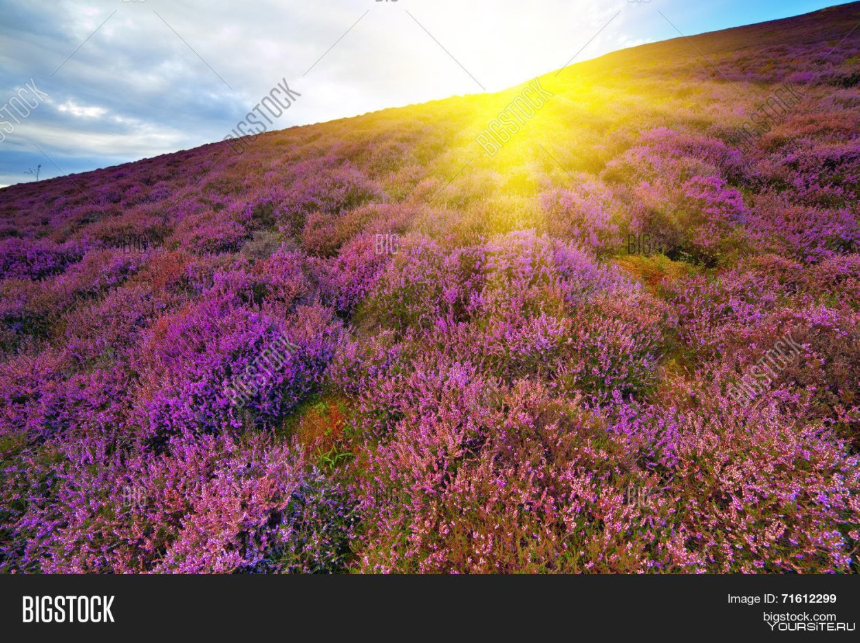 Холмы с вереском у Вимутье