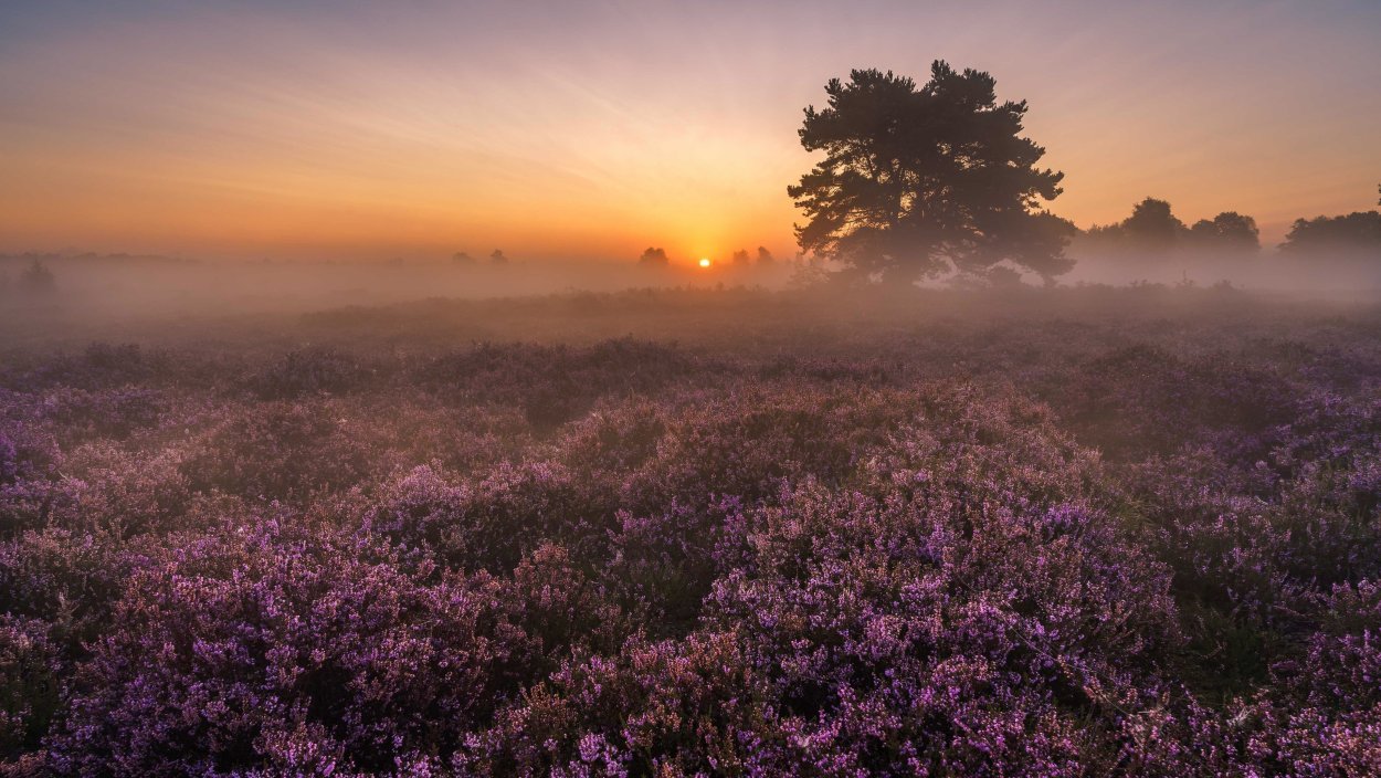 Вересковая Пустошь Эстетика