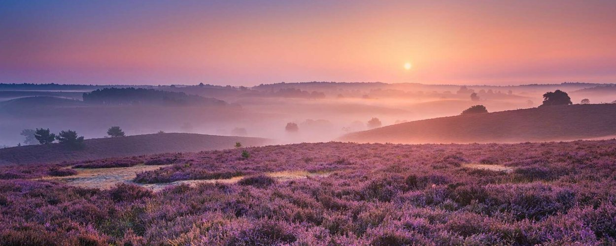 Вересковая Пустошь арт