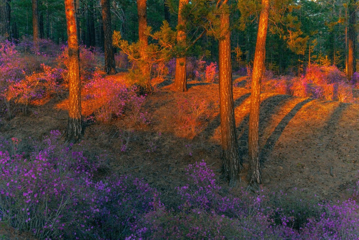 Лес Забайкалья багульник