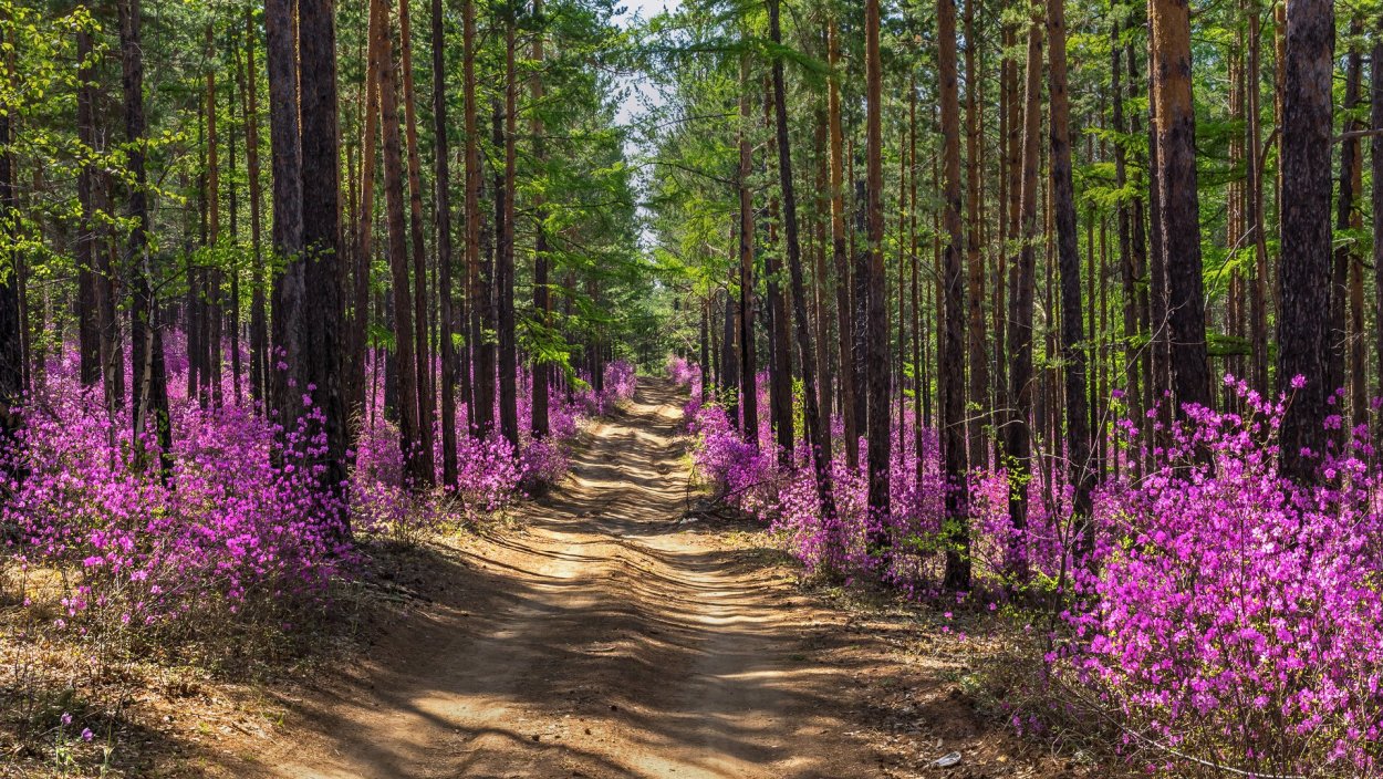 Забайкальский край багульник
