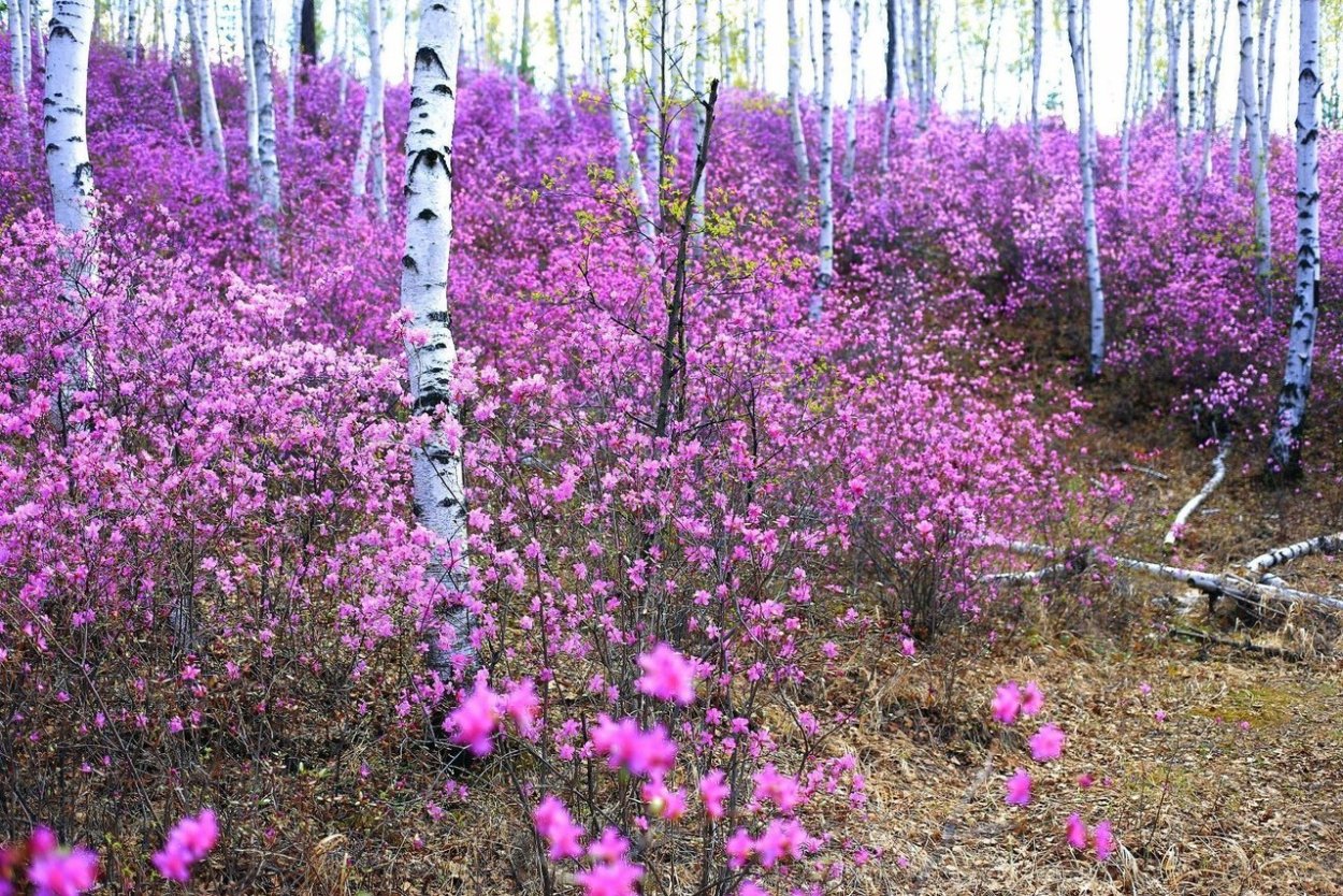 Багульник Нижнеудинск