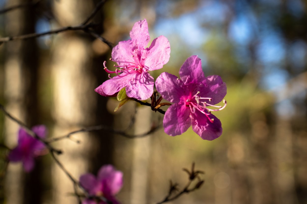 Багульник желтый фото
