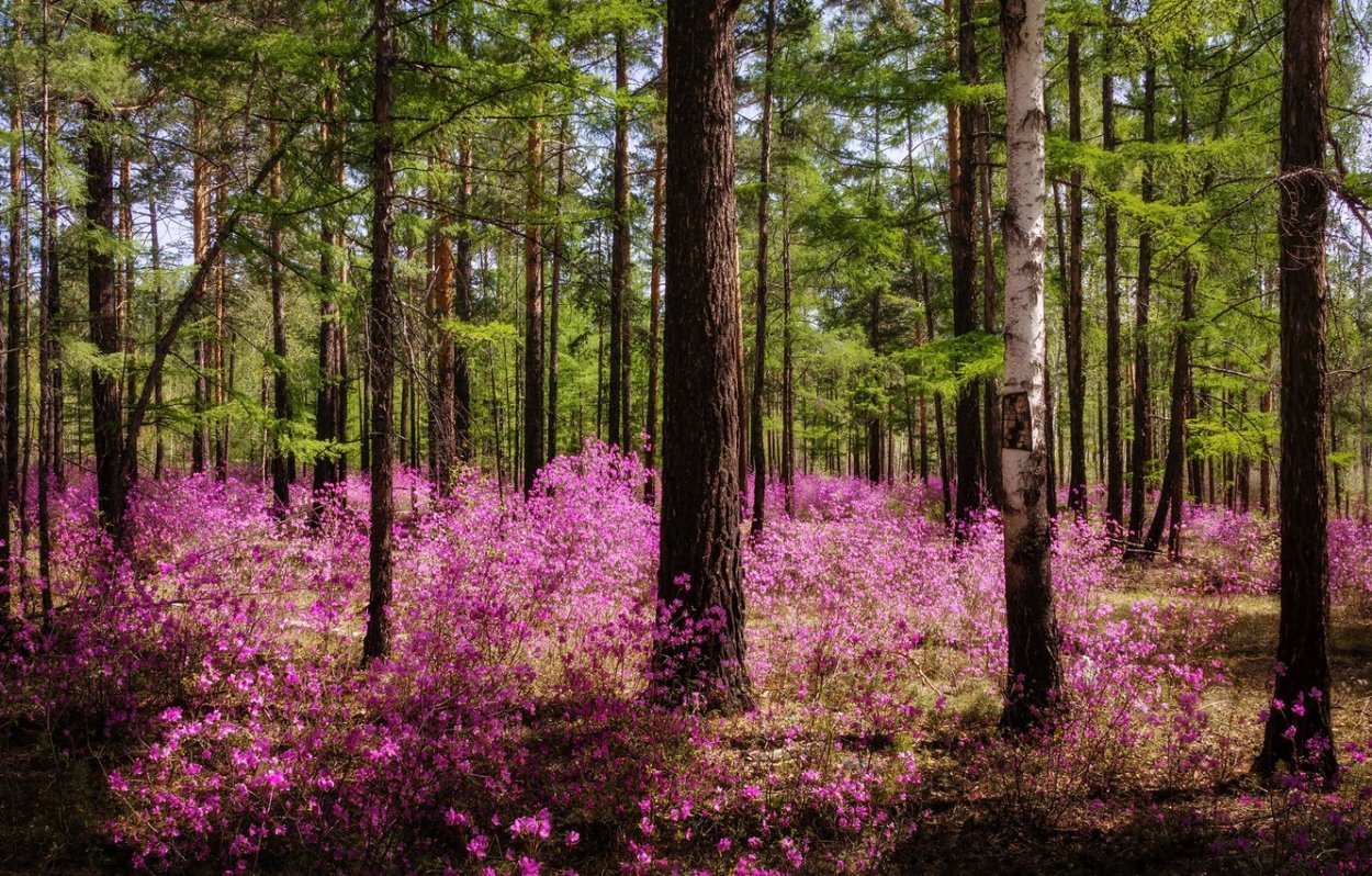 Цветущий багульник Сосновый Бор