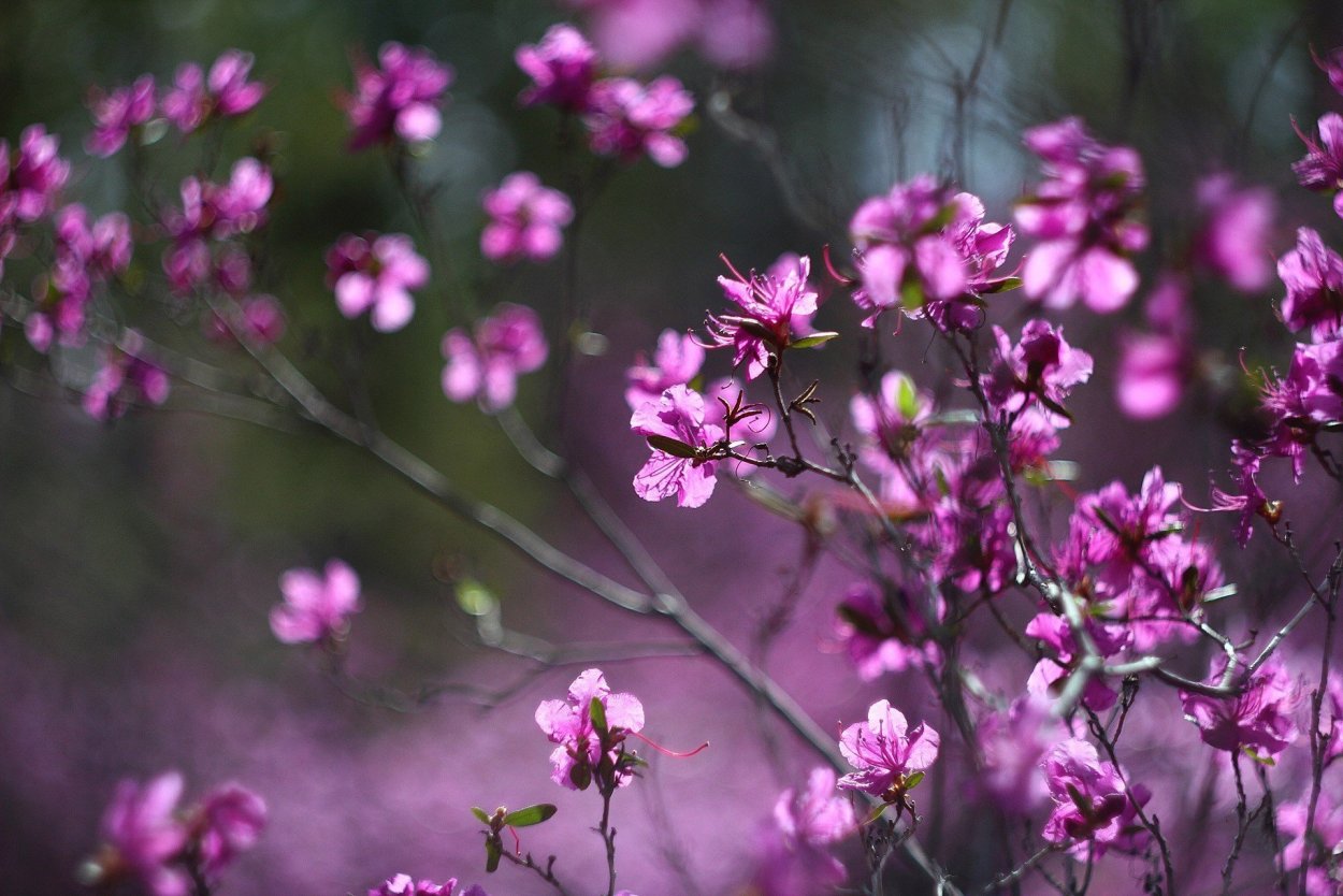 Багульник Красноярск