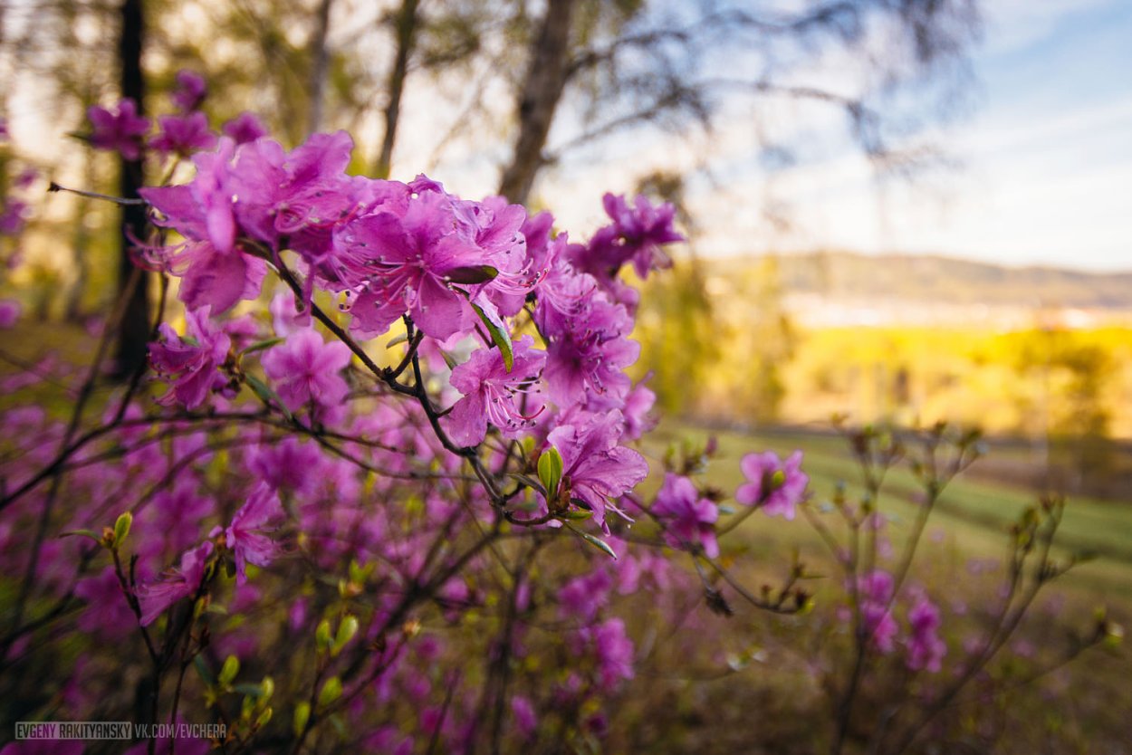 Багульник в Забайкалье