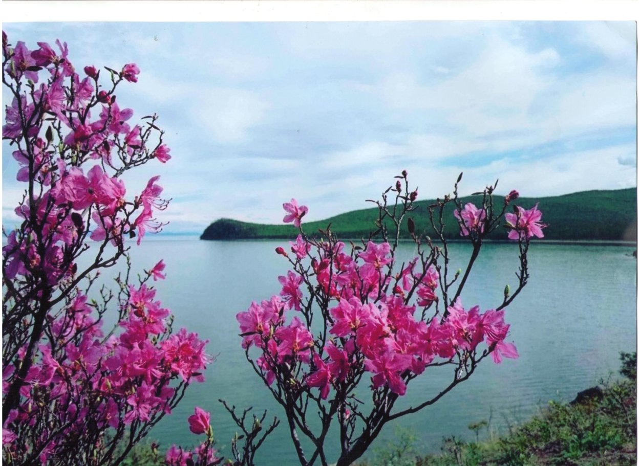 Рододендрон Даурский Забайкалье