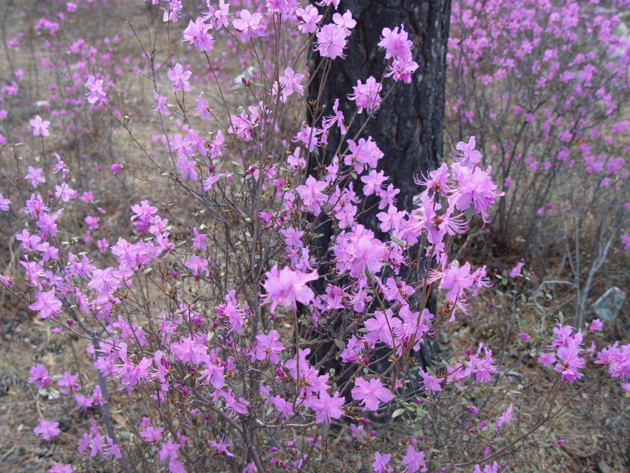 Малиновые сопки Забайкалья