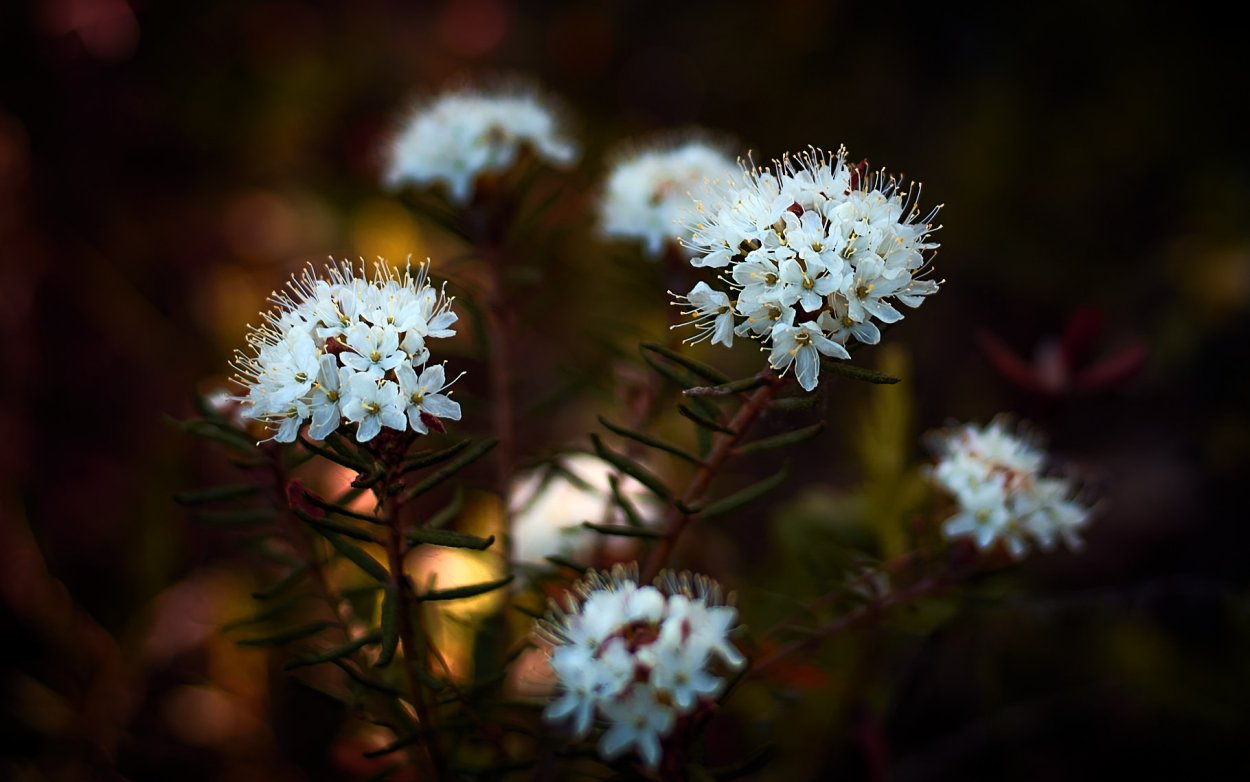 Багульник Сибирский