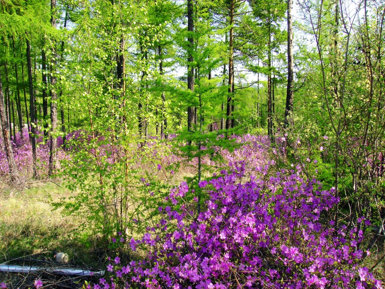Рододендрон Даурский в тайге