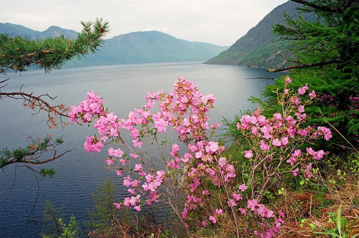 Маральник Алтай Телецкое озеро