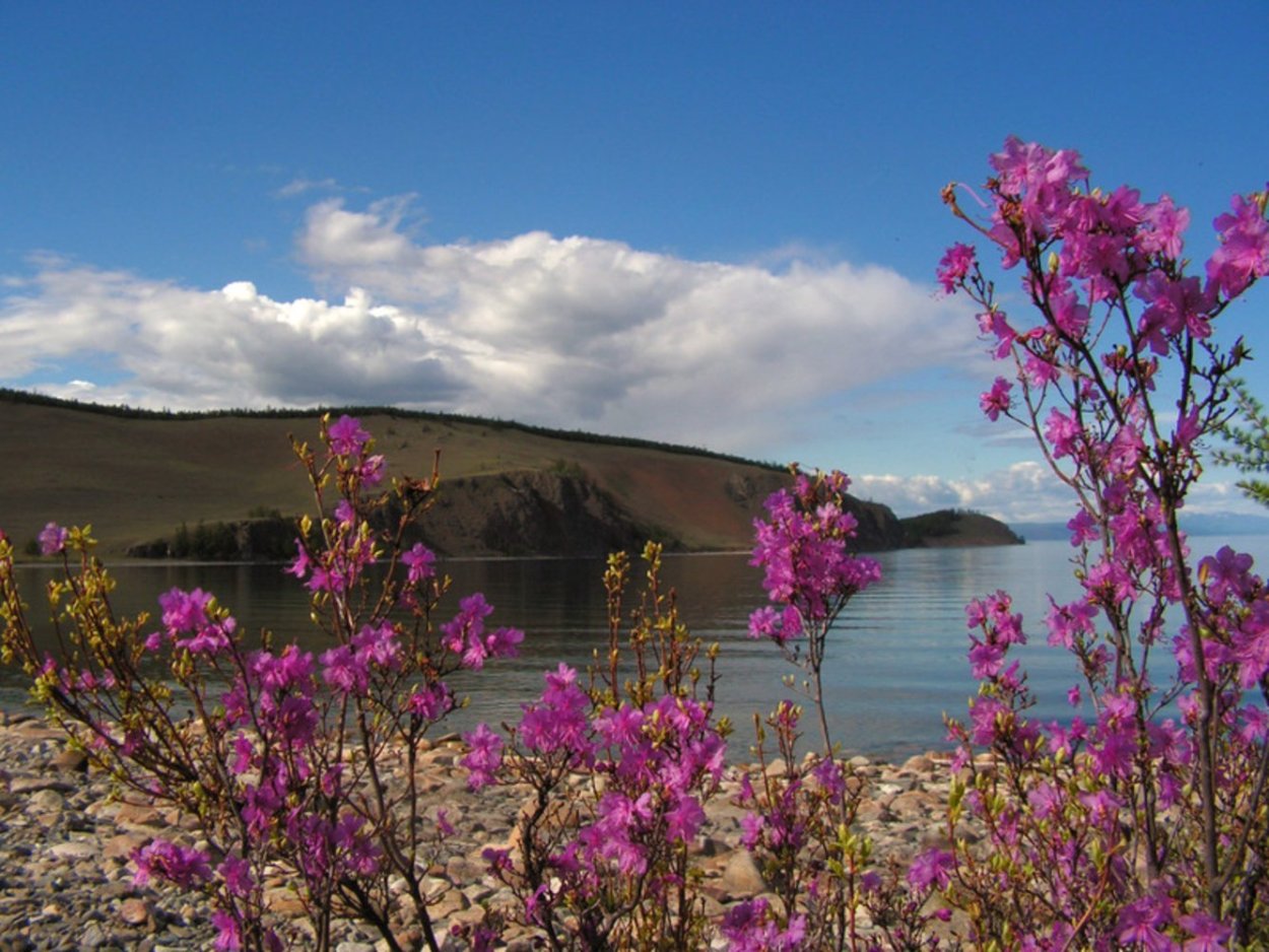 Байкал растительность рододендрон Даурский