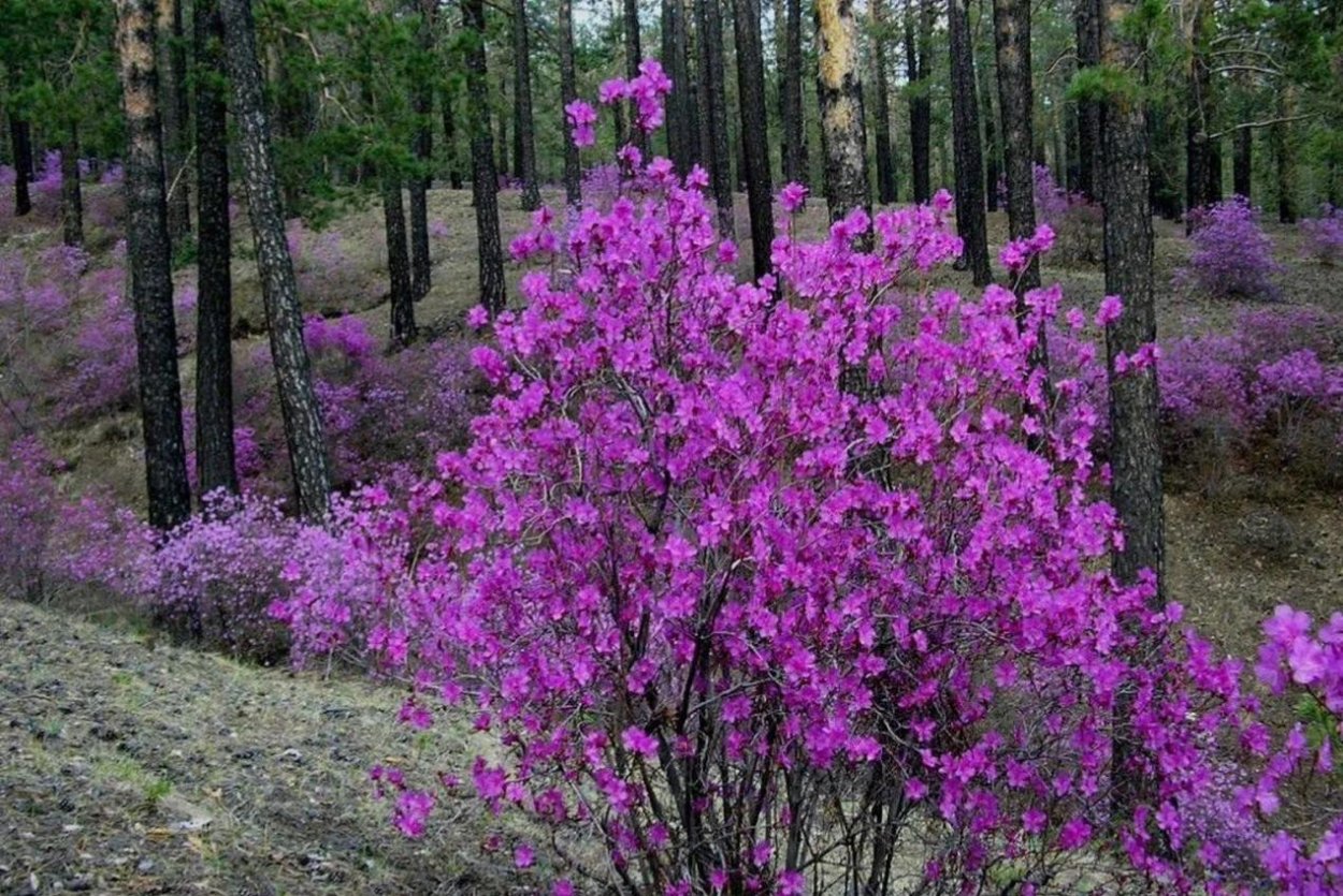 Багульник рододендрон