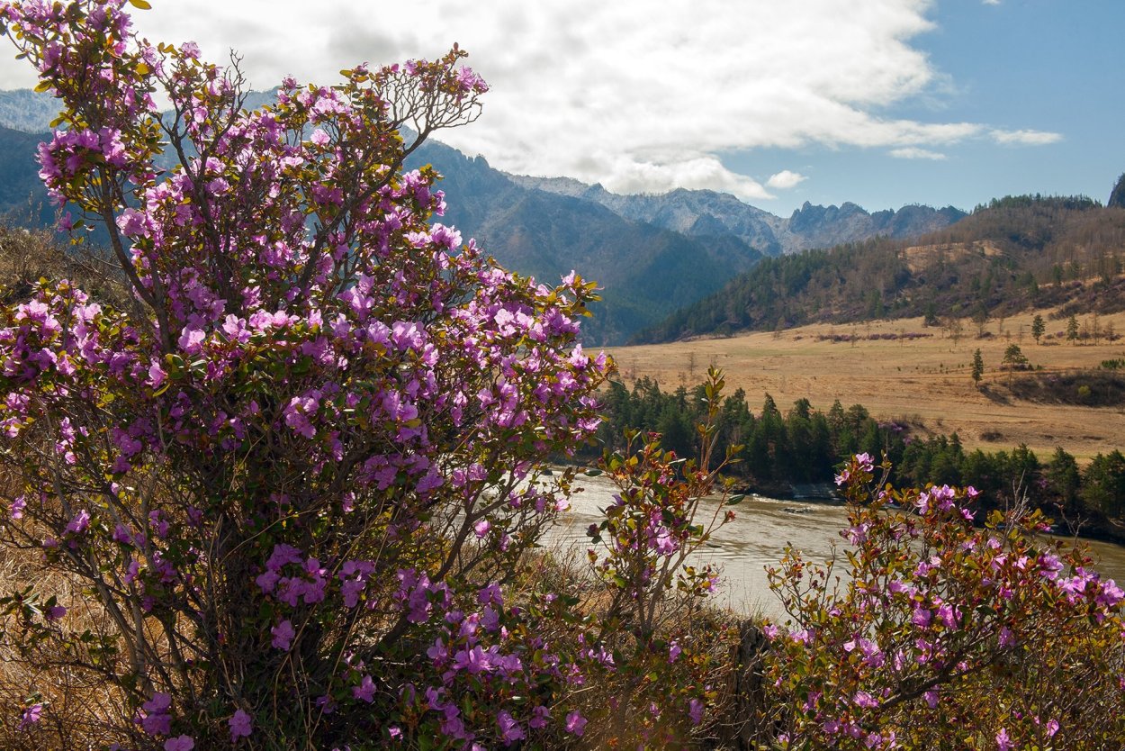 Багульник на Байкале