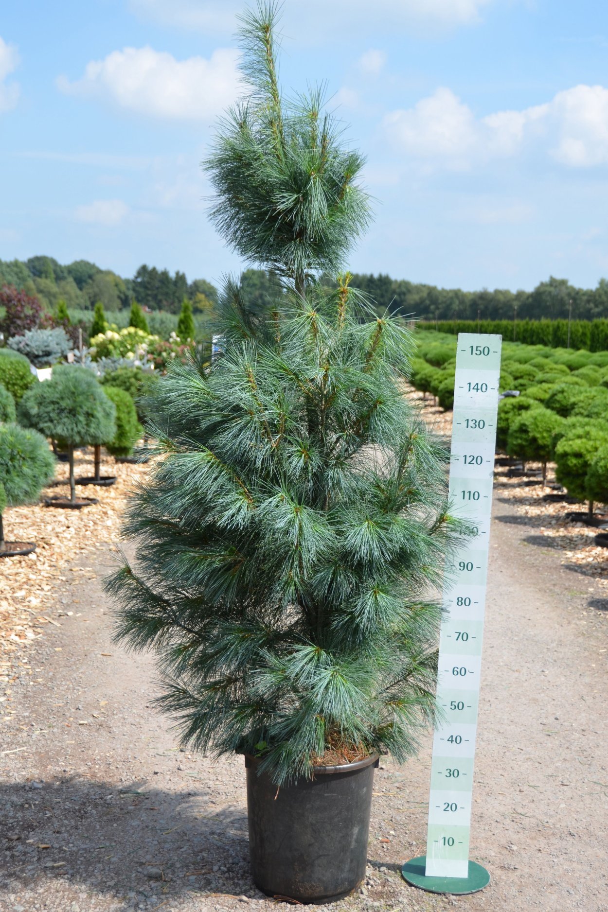 Сосна Веймутова densa Hill