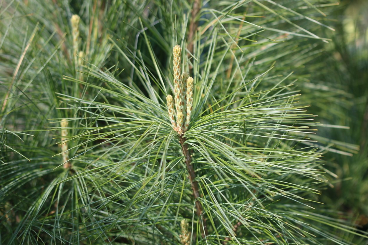 Сосна гималайская densa Hill