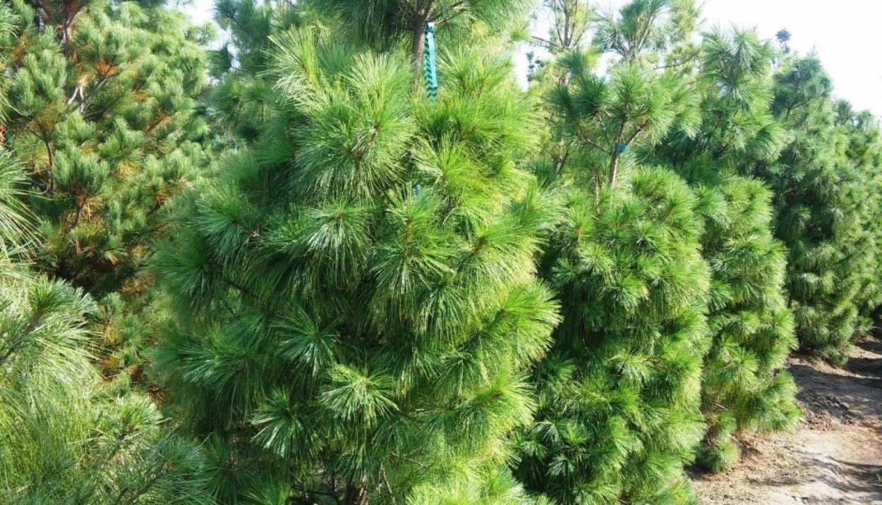 Сосна гималайская Валлиха