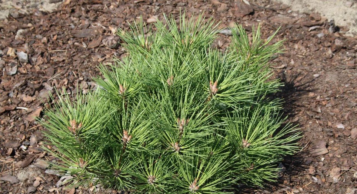 Сосна Горная густоцветковая