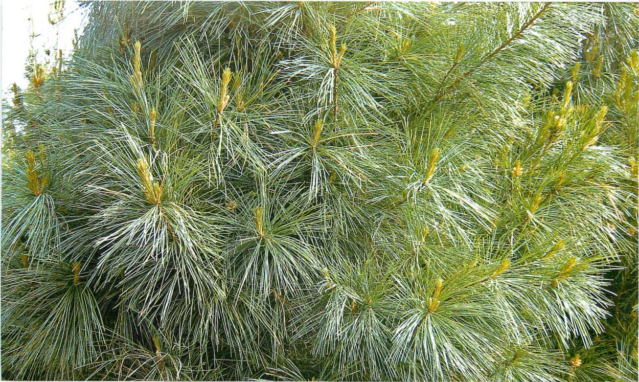 Сосна гималайская Денза Хилл