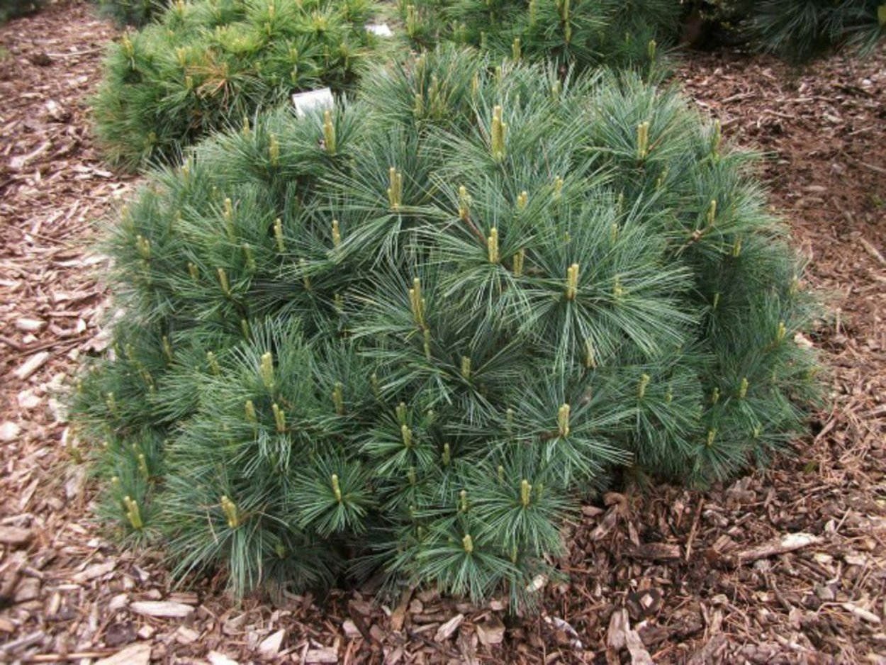 Pinus strobus 'Bergman's Mini'