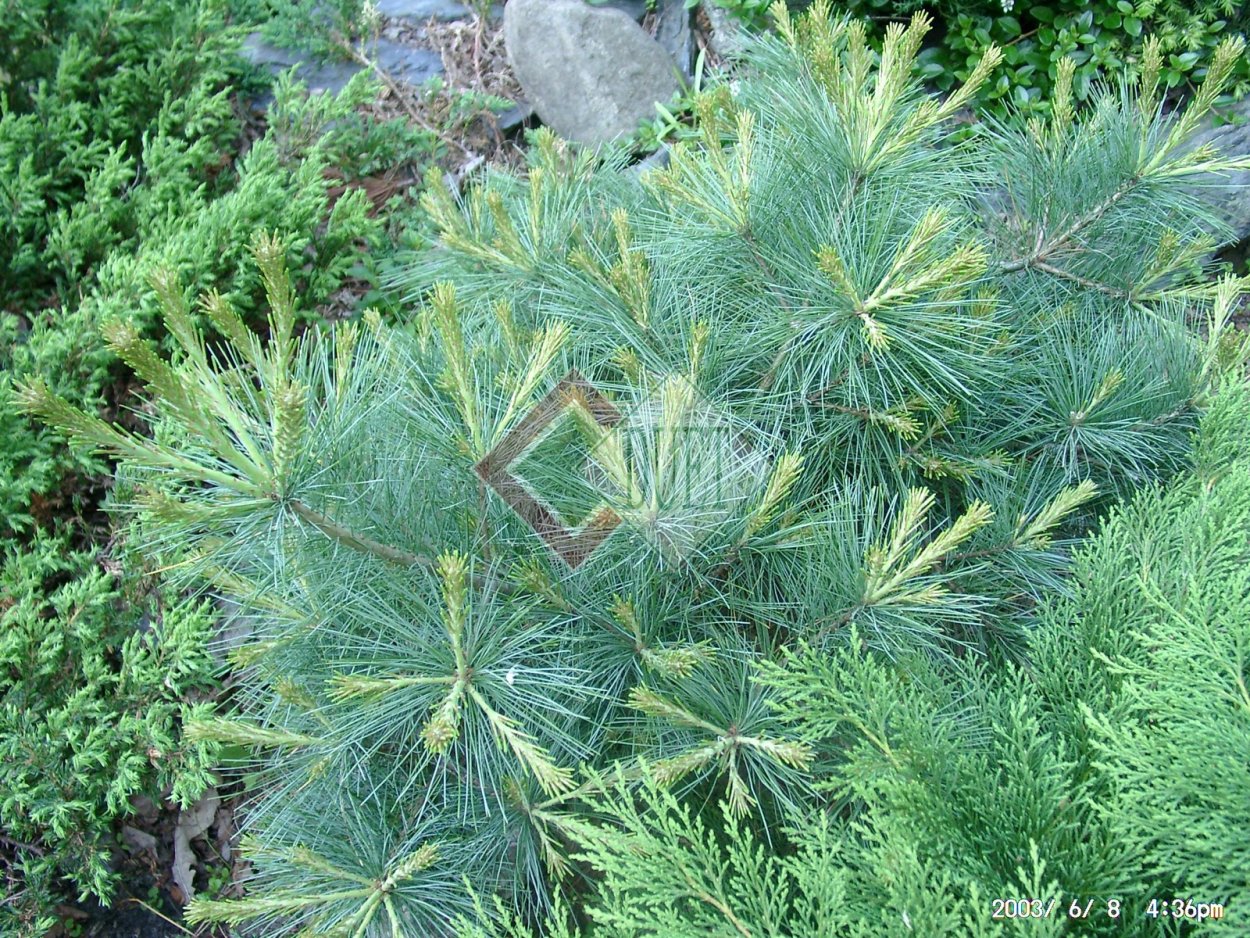 Сосна Веймутова гималайская