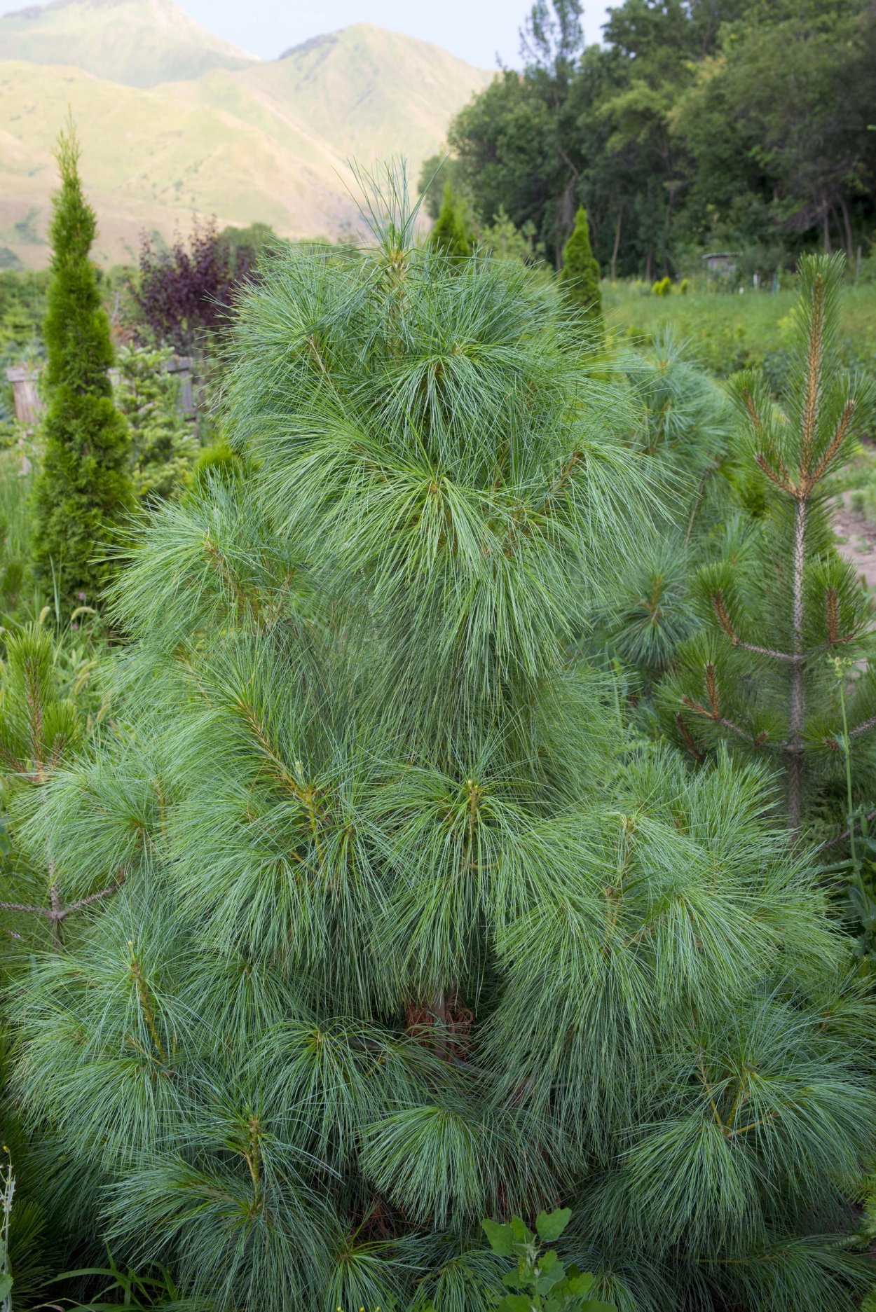 Сосна гималайская Валлиха