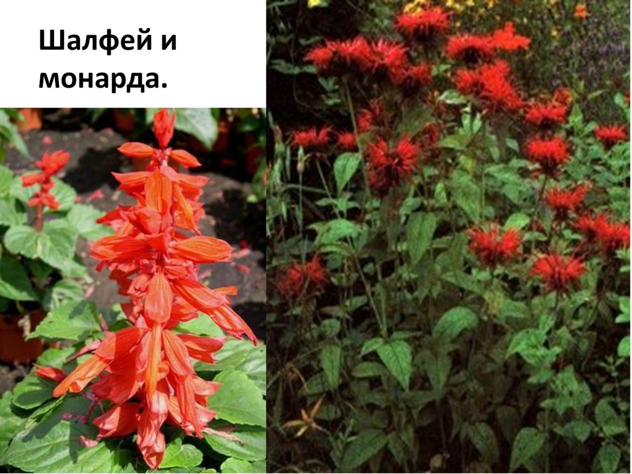 Монарда шалфей Дубравный