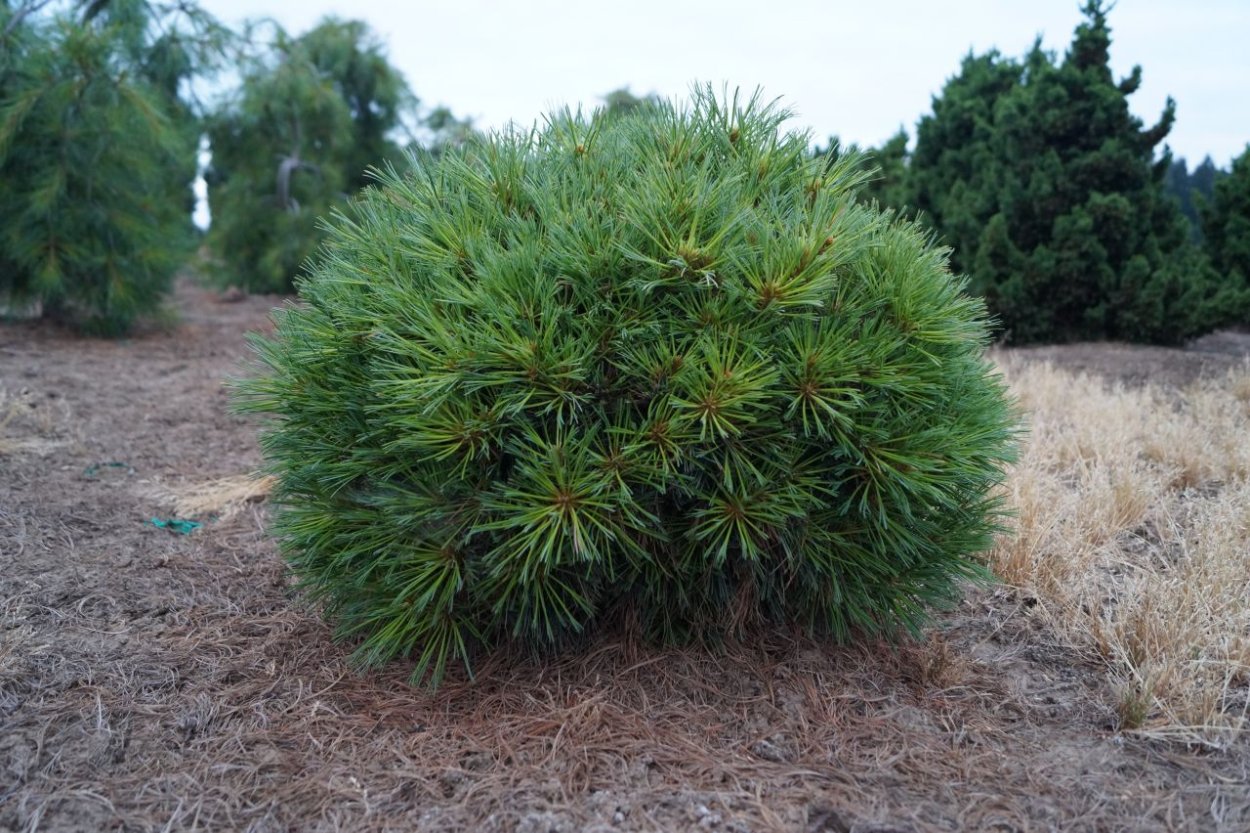 Сосна Веймутова Pinus strobus