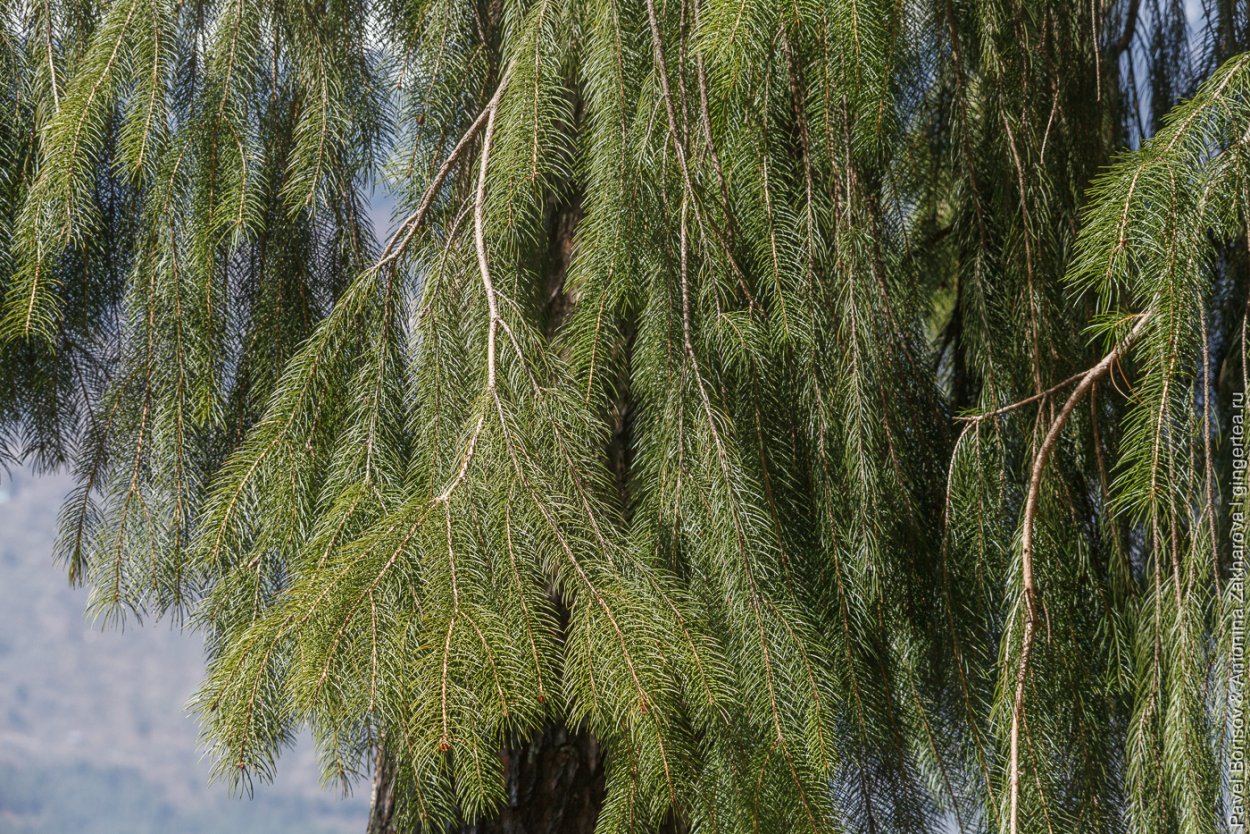 Сосна маркиза гималайская