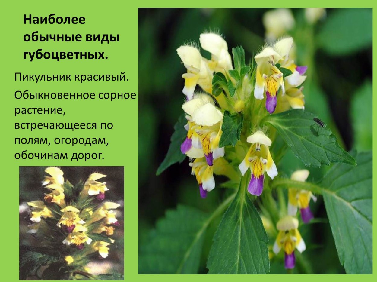 Семейство Яснотковые Пикульник