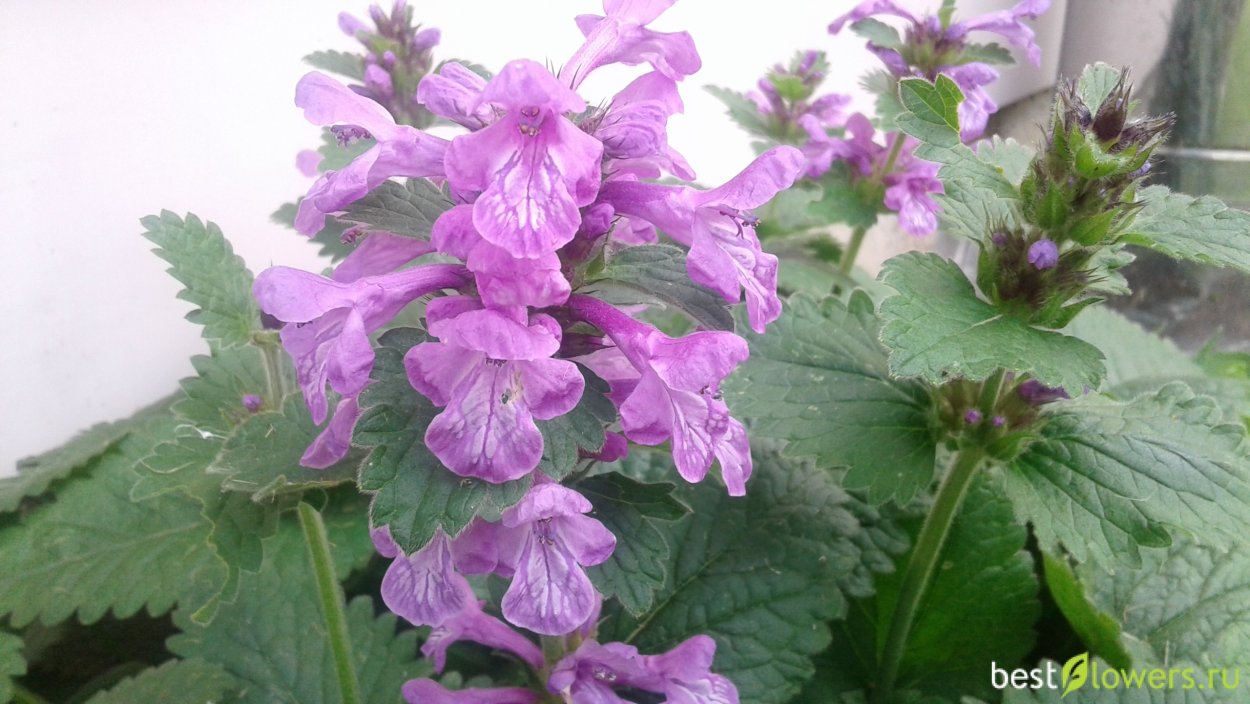 Буквица крупноцветковая